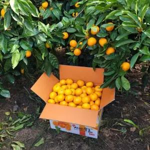 당도보장 타이벡감귤 5kg 로얄소과(2S-S)