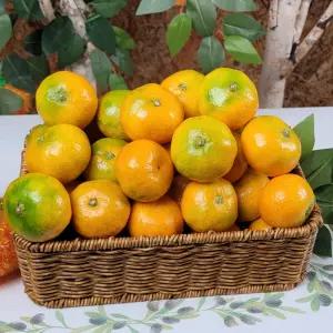 제주 감귤 밀감 하우스 노지 타이백 제주귤 10kg