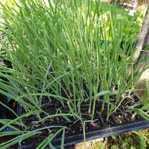 [무 배] 루비아스 적양파모종 1판(200구 1판) 2025 새상품