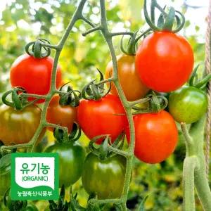 달디단 유기농 대추 방울 토마토 5kg 친환경 방토