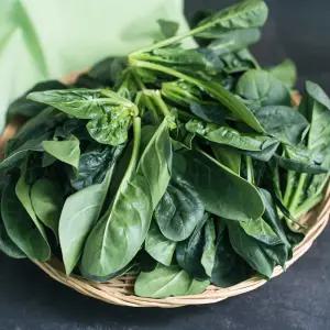 남해 보물초 시금치