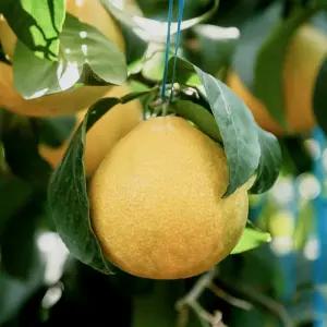 낭그늘 제주 황금향 중소과 3kg 5kg