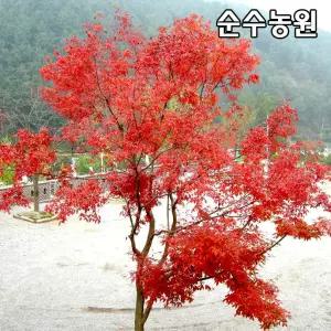 복자기단풍나무 묘목 실생2년 뿌리묘 3개/고유수종/정원수/조경수