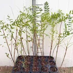 문관과 기름밤나무 묘목 2년생 플러그 묘목 모종