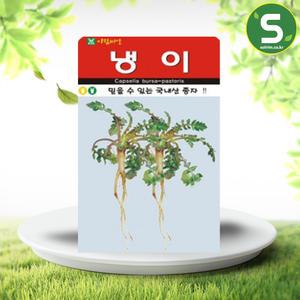 냉이씨앗 20000립 냉이 산채류 채소 나물 씨앗