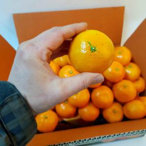 다담농산  제주귤 10kg(L~2L/대과)랜덤1종외 선택옵션/실속못난이감귤