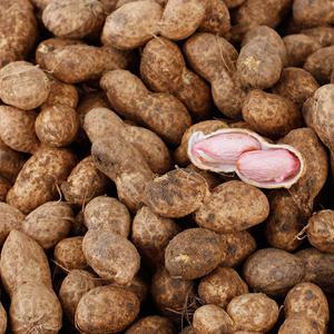 국산 햇땅콩 고소한 피땅콩 삶아먹는 생땅콩 4kg