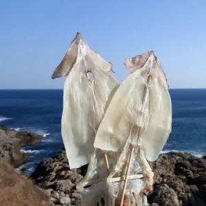 부드러운 마른오징어 10마리 500g