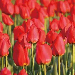 [아시아종묘]튤립구근 네덜란드산 추식구근 아펠톤 5ea