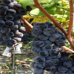 포도나무묘목 삽목1년생 캠벨