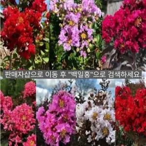 왜성 백일홍 나무 (소녀심) 미니 배롱묘목 포트묘