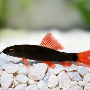 [서진열대어] 수초 및 벽면청소고기-W-56 레인보우샤크 3마리