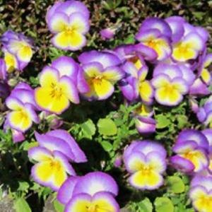 꽃씨앗]비올라 (팬지)-레인보우 러블리문: 약 18립 C543