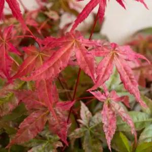 일본단풍 (베니마이코 단풍나무) 5치 화분 묘목