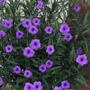 루엘리아 나무나팔 모종 15cm화분 중품 실내월동다년초 연속장기개화 천지가야생화