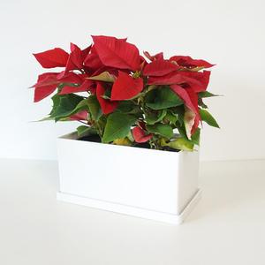 1+1 포인세티아 사각 화분 세트 생화 빨강꽃 크리스마스화분 키우기