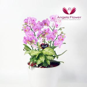 [엔젤스플라워] 핑크 호접란 특고급형 서양란 관엽식물 전국 꽃배달서비스