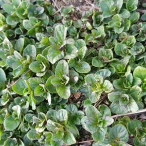 박하모종 20포기 - 직접키우는 국산 박하씨앗