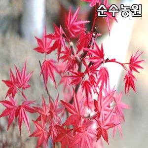 출성성단풍나무 묘목 포트묘 1개/조경수/분재소재