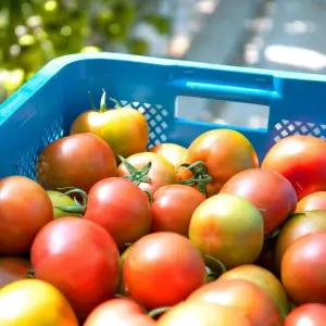 당일수확 완숙 찰 토마토 중대혼합 2kg 5kg