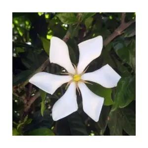 그루담다 치자나무 열매치자 묘목 4치 포트