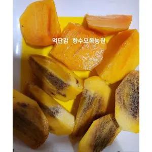 향수묘목농원 먹단감나무 3년생분묘