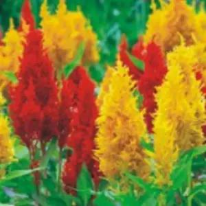 [QNR12VWW_58]정원 일년생식물 꽃씨 맨드라미 씨앗 200립