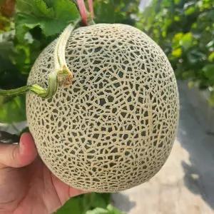 고당도 프리미엄 머스크 메론 멜론 8kg