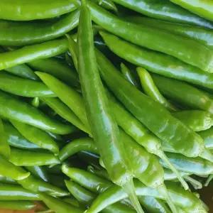 국내산 오이고추 1kg