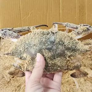 국내산 제철 톱밥꽃게 3kg