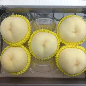 싱싱햇 설아복숭아 설리 겨울 복숭아 백도 물복 딱복 2kg