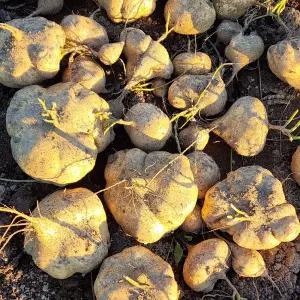 국내산 햇 히카마 5kg 멕시코감자 얌빈