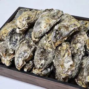 국내산 여수 석화 10kg