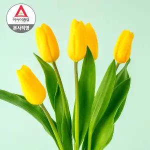 아시아종묘 튤립구근 2025년 네덜란드 수입산 특선 골든아펠톤(5개입)
