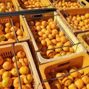 돌쇠네 제주 햇 고당도 서귀포 제주 노지감귤 10kg (대과/2L)