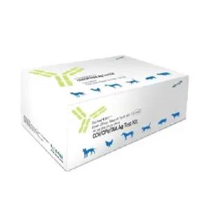 개 파보 코로나 지알디아 동시 진단키트 1개