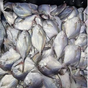 병어 작은병어  1 kg 젓갈용국물용