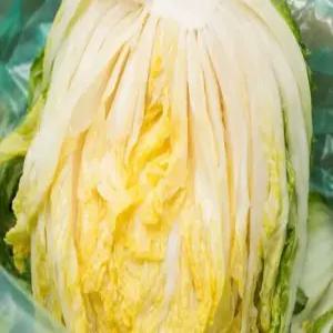 해남 절임배추 절인배추 20kg 나가네 김장