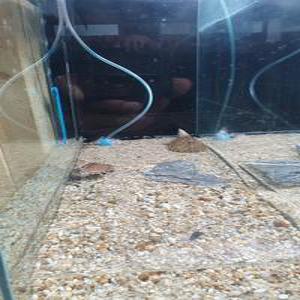 거북이 레이저 백