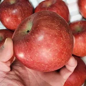 옥이네청과 햇 부사 사과 9kg 꼬마 소과 가정용 56-75과 내외 못난이사과