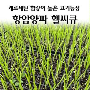 [모종심는아빠] 케르세틴 함량이 높은 고기능성 항암양파 헬씨큐 모종230개 이상