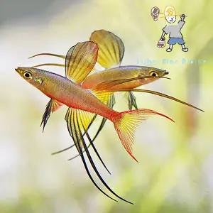 [힘찬열대어] 뉴기니아 레인보우 5마리