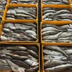 국내산 생물 대구 3kg 당일조업 생대구