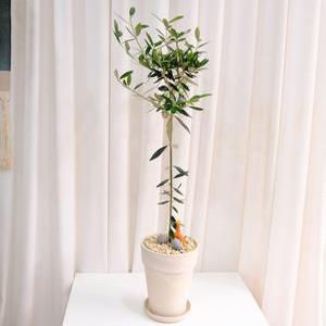 올리브 나무 중대형 17*20cm토분, 높이 80cm~기린피규어,에그스톤 - 개업 축하 승진화분 공기정화식물 퇴사