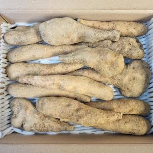 안동 마 참마 산마 2kg 햇 생마 중품