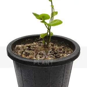 구갑룡 다육이 선인장 다육식물 인테리어 플랜테리어 식물키우기 미니 화분