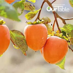 대봉감 홍시 곶감용 말랭이 감 10kg 대과(31~35과)