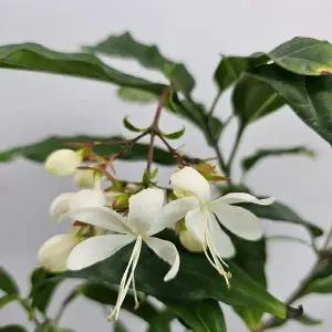 행인자스민(덴드롱나무)꽃이 늘어지면 넘예뼈요(대품) 높이 65~90cm