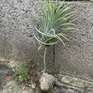 원예 공예 분재용 알루미늄 철사 2.0mm 원예용 소나무