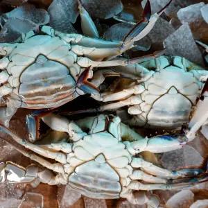 당일조업 서해안 암꽃게 2kg (7~10미 내외)